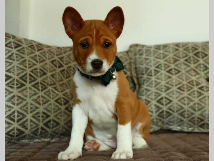 basenji štenci na prodaju besplatni mali oglasi