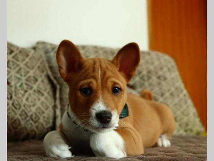 basenji štenci na prodaju besplatni mali oglasi