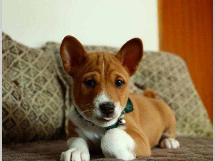 basenji štenci na prodaju besplatni mali oglasi