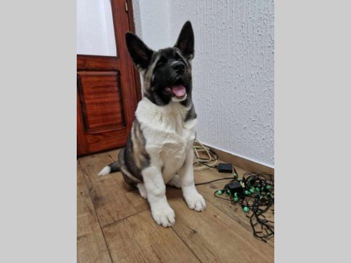američka akita štenci besplatni mali oglasi