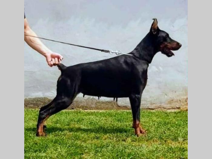 doberman ženka na prodaju 2,5 godine stara besplatni mali oglasi
