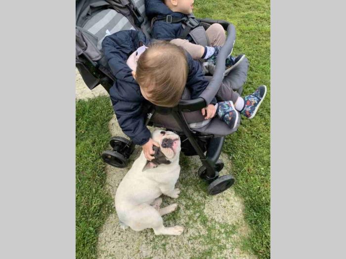 blue pied francuski buldog besplatni mali oglasi