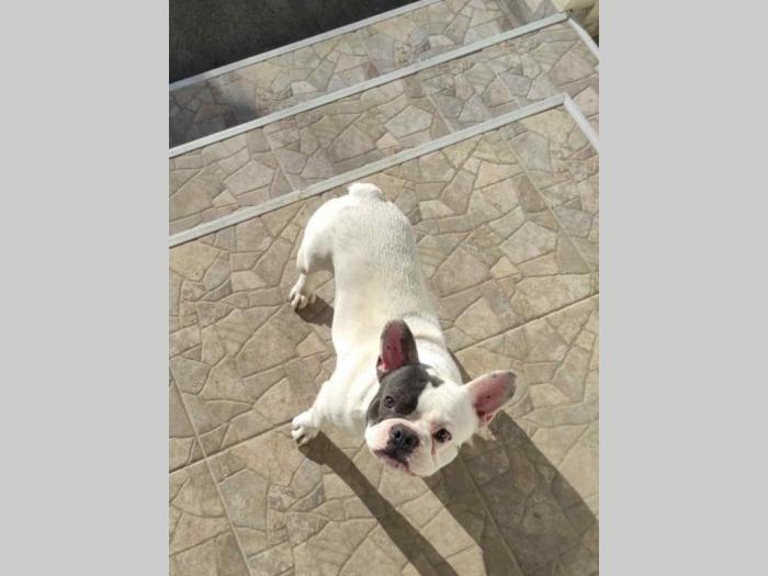 blue pied francuski buldog besplatni mali oglasi