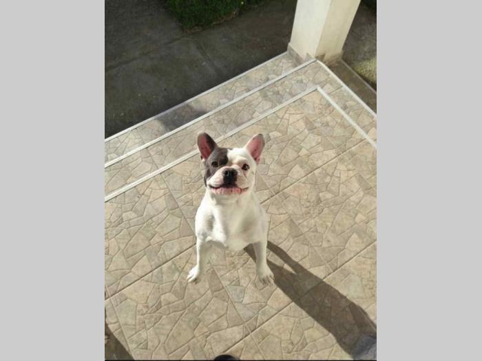 blue pied francuski buldog besplatni mali oglasi