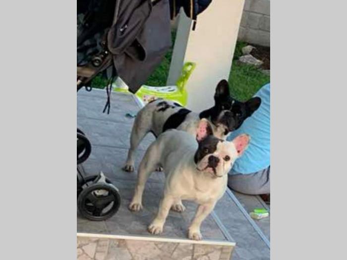 blue pied francuski buldog besplatni mali oglasi