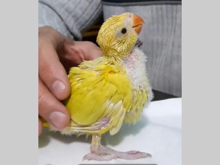 ručno hranjeni papagaji besplatni mali oglasi
