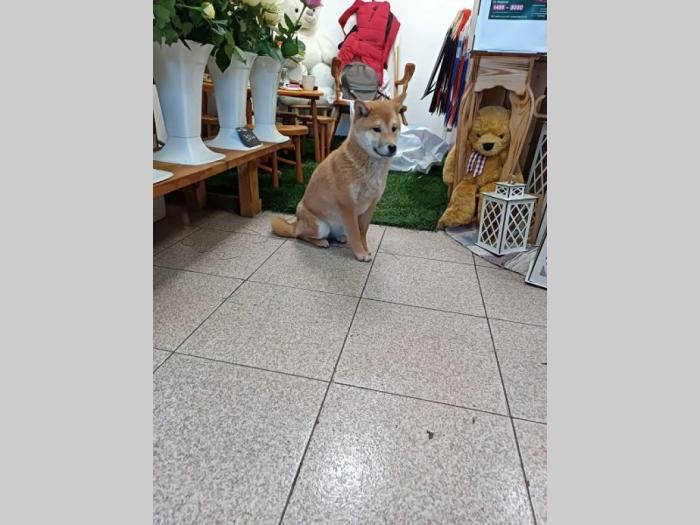 šiba inu štenci besplatni mali oglasi