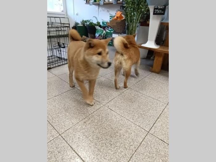 šiba inu štenci besplatni mali oglasi