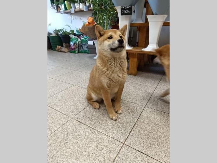 šiba inu štenci besplatni mali oglasi