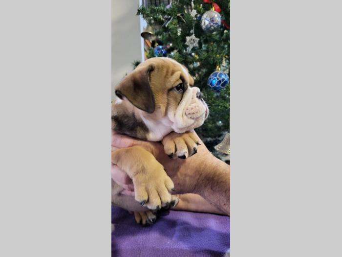 engleski buldog prelepi štenci besplatni mali oglasi