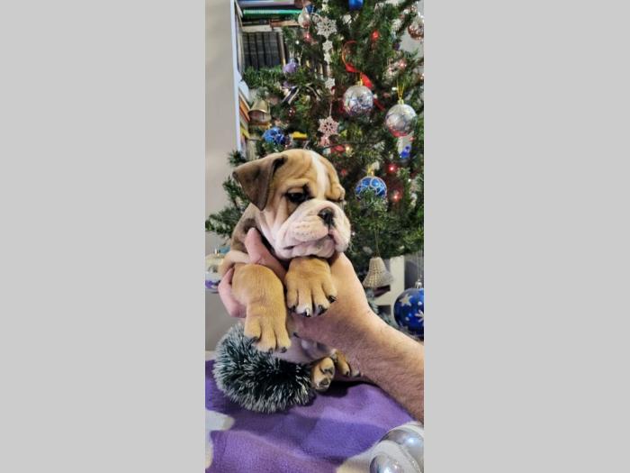 engleski buldog prelepi štenci besplatni mali oglasi