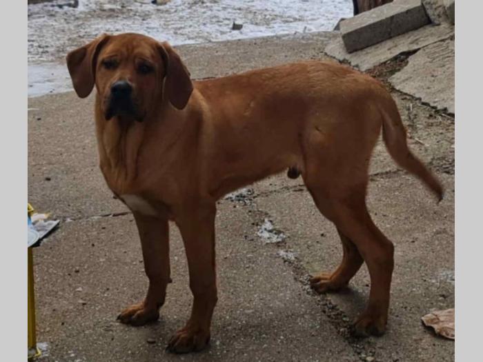tosasa inu, na prodaju pas izuzetno lep i zdrav mužjak besplatni mali oglasi