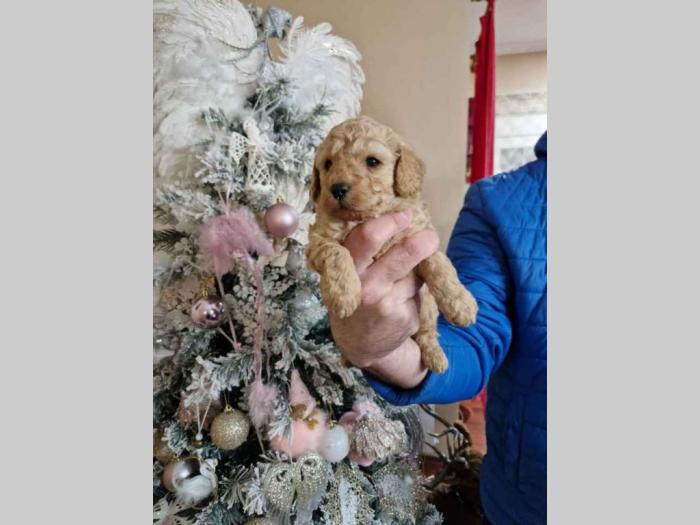 preslatki štenci toy pudlice besplatni mali oglasi