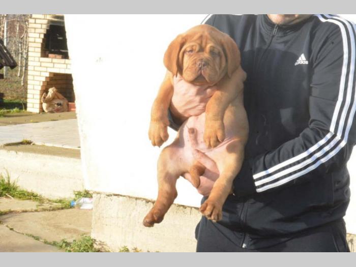 bordoške doge vrhunskog porekla besplatni mali oglasi
