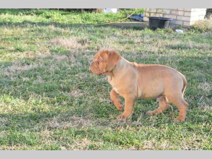 bordoške doge vrhunskog porekla besplatni mali oglasi