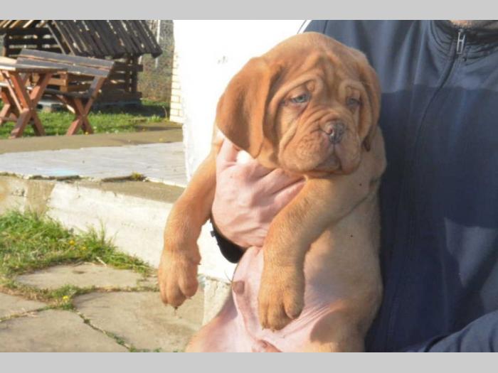 bordoške doge vrhunskog porekla besplatni mali oglasi