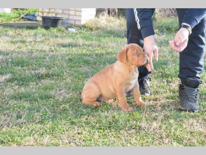 bordoške doge vrhunskog porekla besplatni mali oglasi