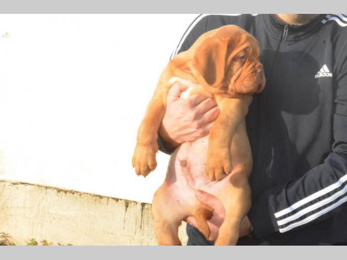 bordoške doge vrhunskog porekla besplatni mali oglasi
