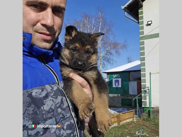 štenci nemačkog ovčara besplatni mali oglasi