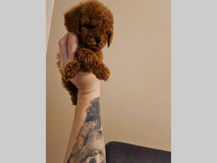 toy pudlice crvene boje u pom has stars besplatni mali oglasi