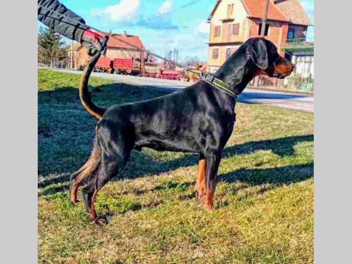 doberman na prodaju besplatni mali oglasi
