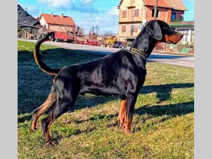 doberman na prodaju besplatni mali oglasi