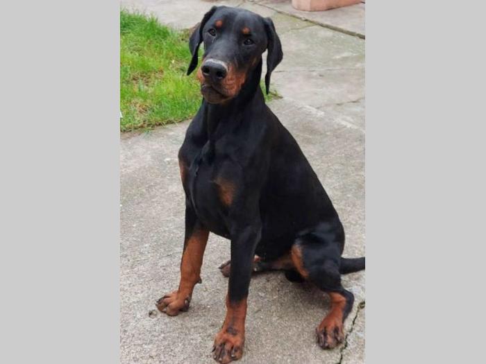doberman na prodaju besplatni mali oglasi