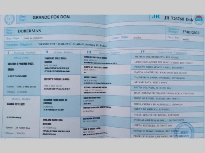 doberman na prodaju mladi mužijak besplatni mali oglasi