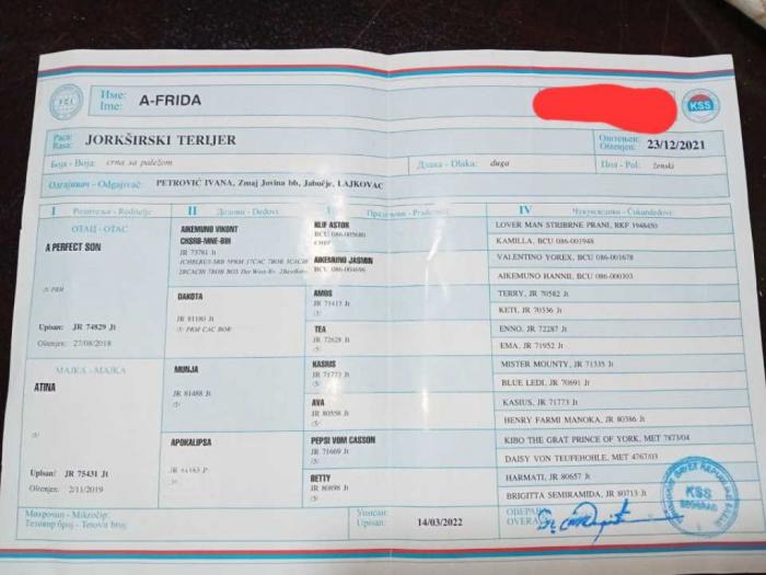 na prodaju dve ženke jorkšiskog terijera besplatni mali oglasi