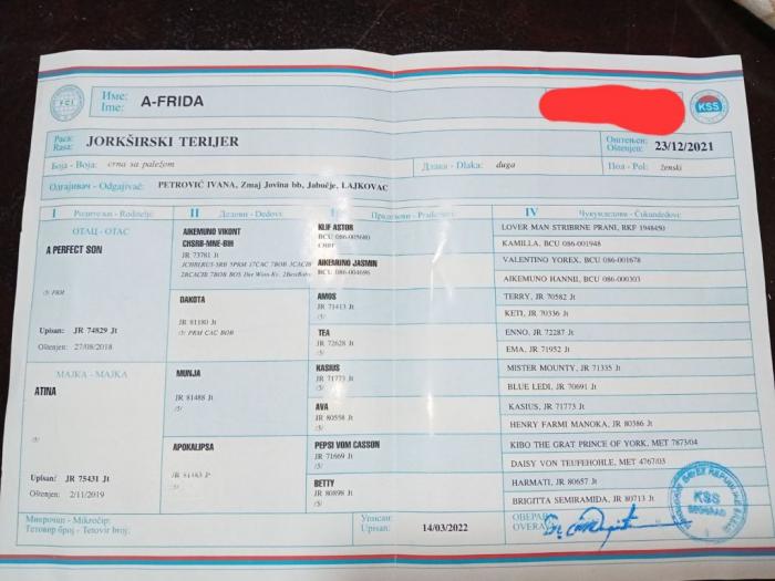 na prodaju dve ženke jorkšiskog terijera besplatni mali oglasi