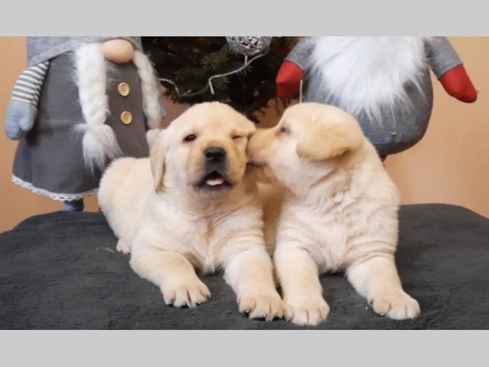 labrador, prelepi čistokrvni štenci besplatni mali oglasi