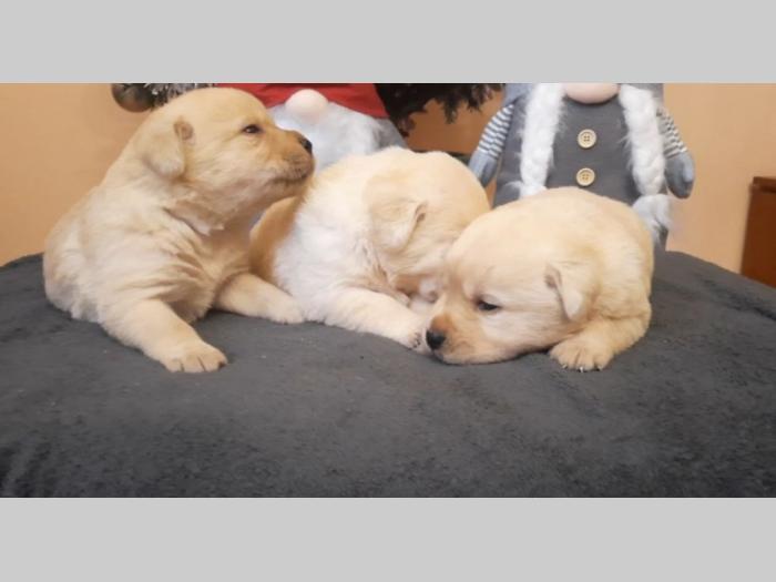 labrador, prelepi čistokrvni štenci besplatni mali oglasi