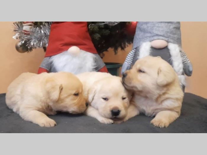 labrador, prelepi čistokrvni štenci besplatni mali oglasi