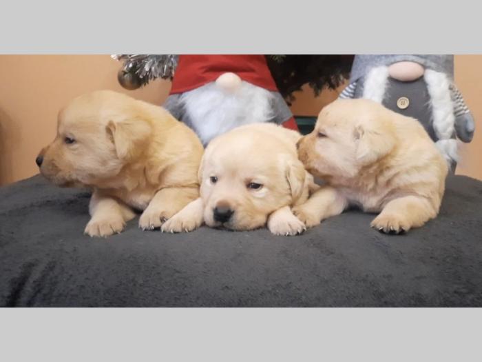 labrador, prelepi čistokrvni štenci besplatni mali oglasi