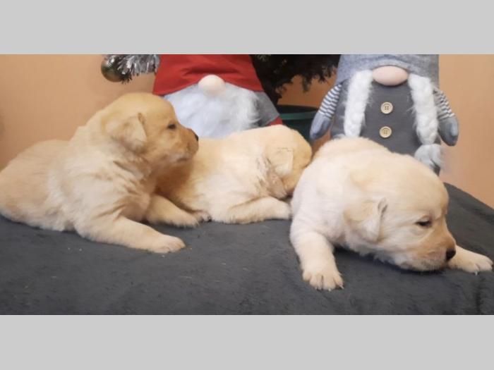 labrador, prelepi čistokrvni štenci besplatni mali oglasi