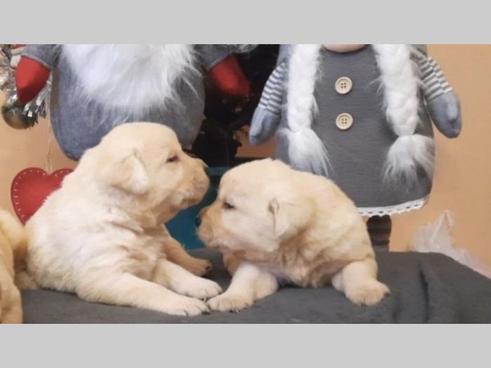 labrador, prelepi čistokrvni štenci besplatni mali oglasi