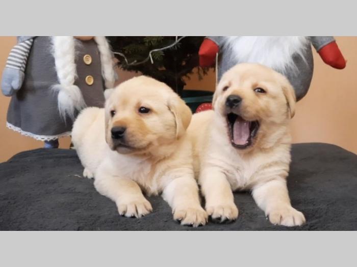 labrador, prelepi čistokrvni štenci besplatni mali oglasi