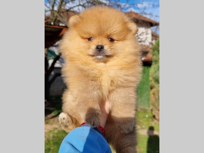 pomeranci štenci pomeranac boo besplatni mali oglasi