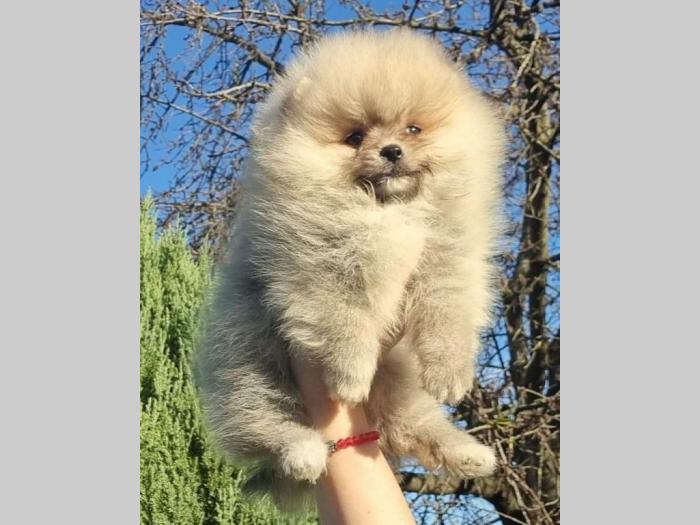 pomeranci štenci pomeranac boo besplatni mali oglasi