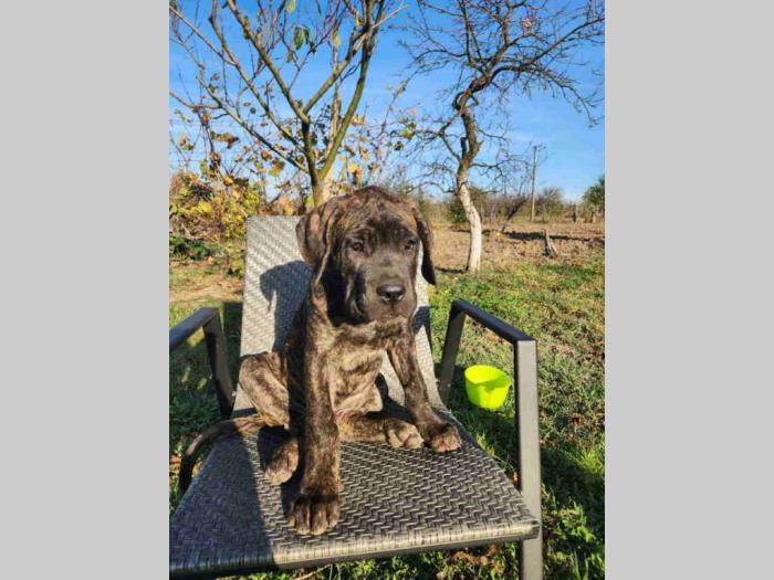 cane corso, dva muška tigrasta šteneta besplatni mali oglasi