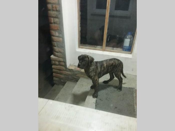 cane corso, dva muška tigrasta šteneta besplatni mali oglasi