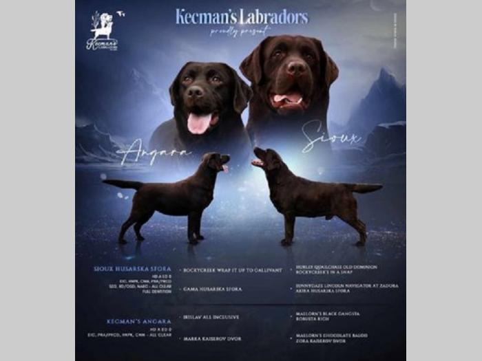 labrador retriver štenci besplatni mali oglasi