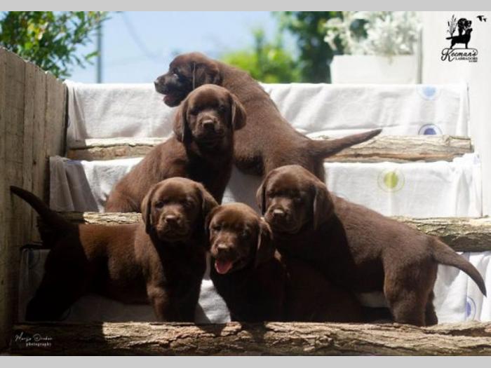 labrador retriver štenci besplatni mali oglasi