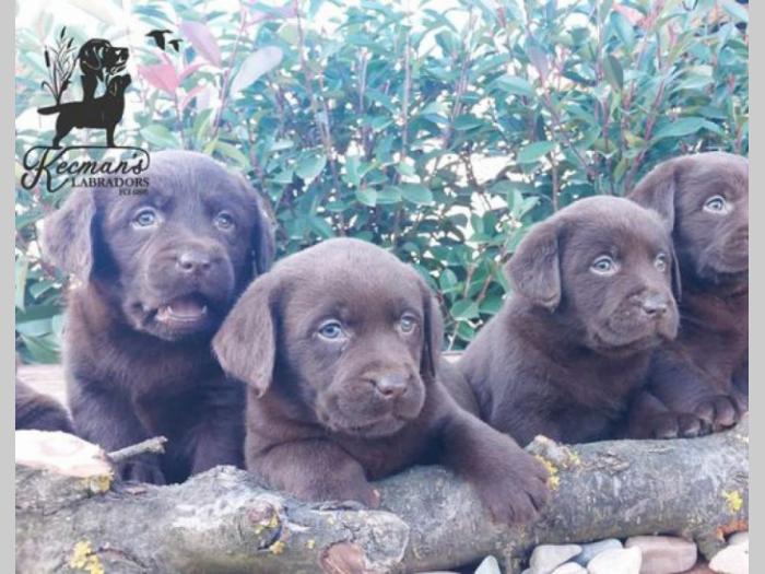 labrador retriver štenci besplatni mali oglasi