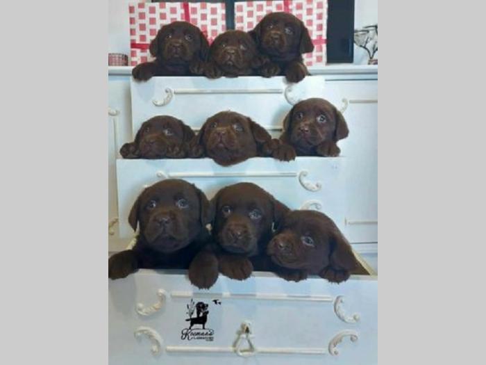 labrador retriver štenci besplatni mali oglasi