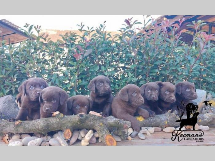 labrador retriver štenci besplatni mali oglasi