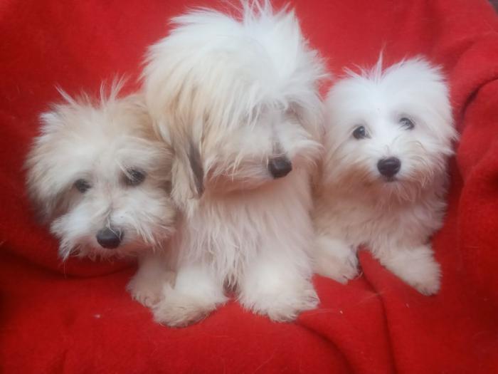 coton de tulear (tulearski pas) štenci besplatni mali oglasi