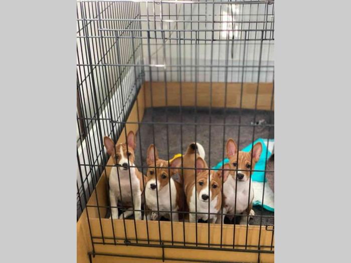 basenji štenci na prodaju besplatni mali oglasi