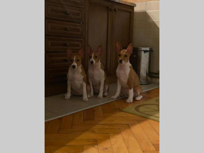 basenji štenci na prodaju besplatni mali oglasi
