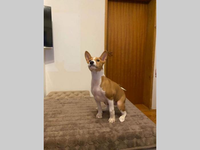 basenji štenci na prodaju besplatni mali oglasi